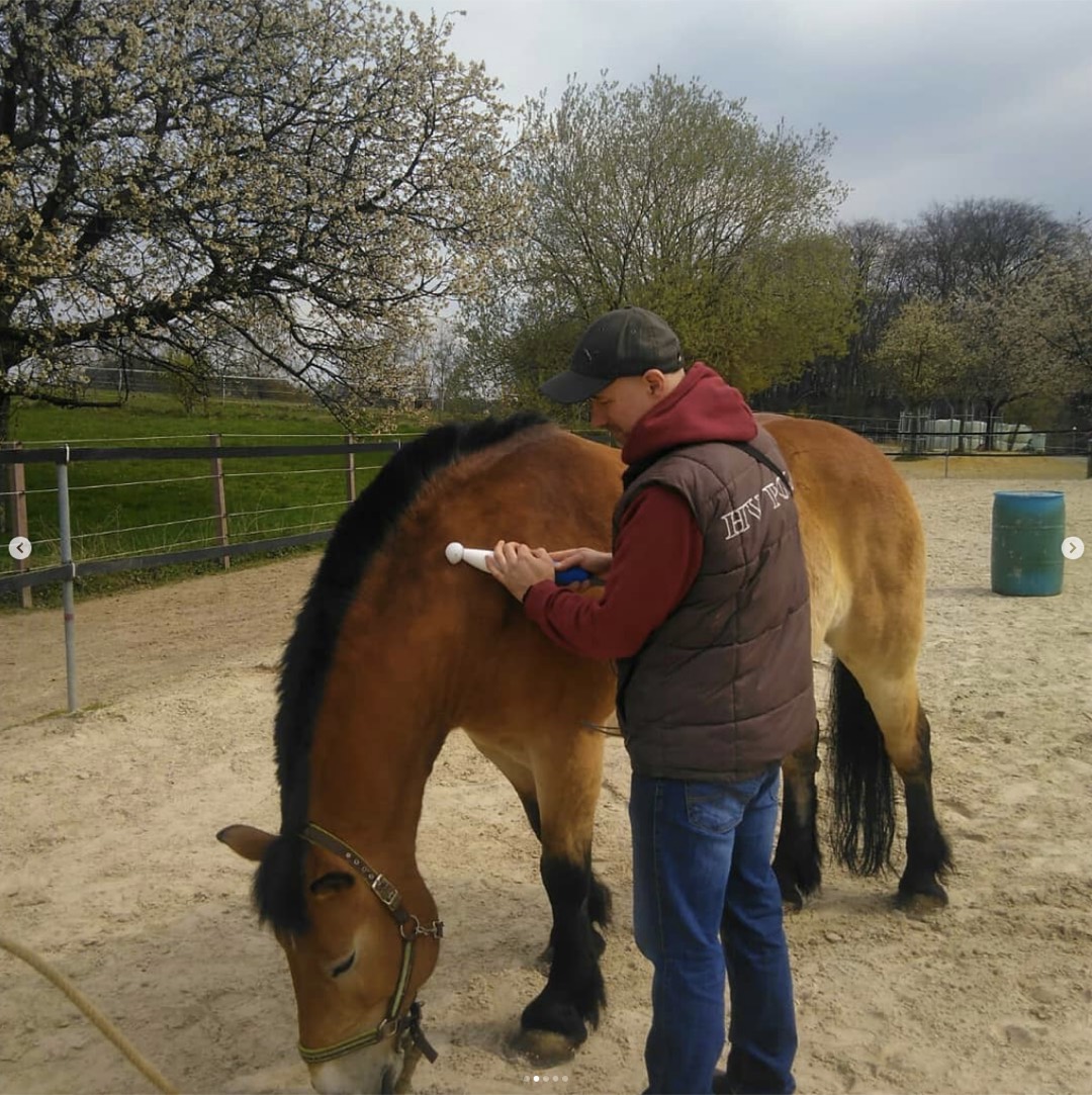 Chris Debski behandelt ein Kaltblut mit dem Therapiegerät
