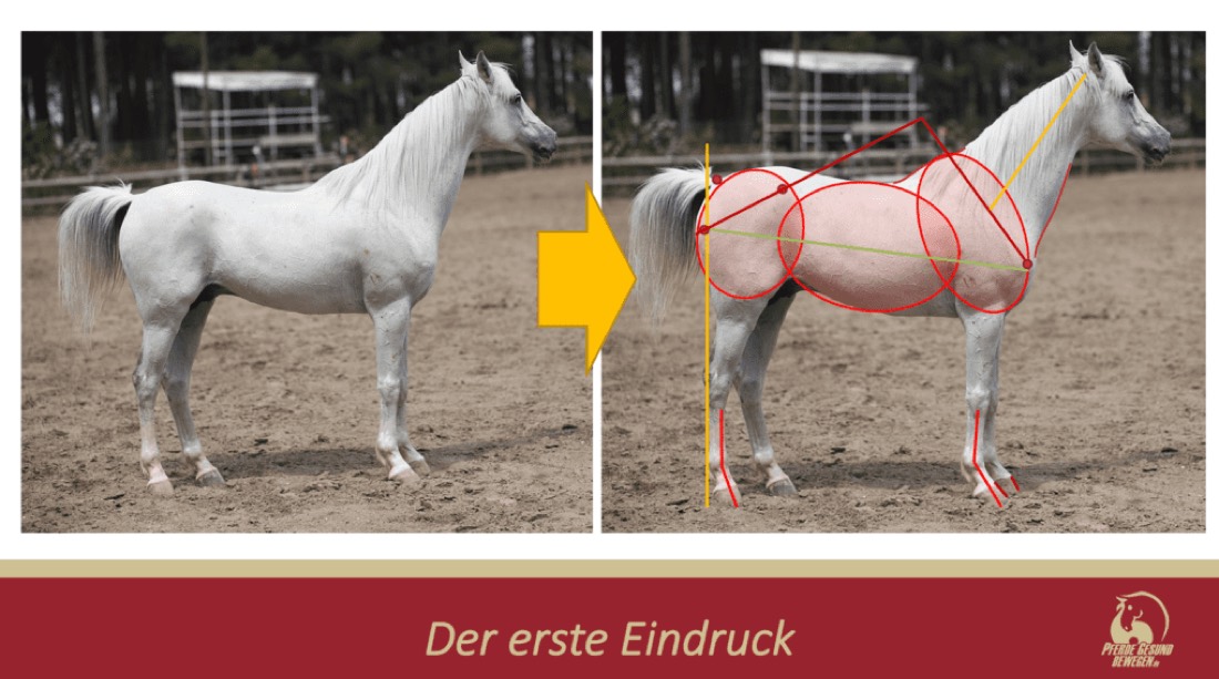 Exterieur-Analyse eines Pferdes mit eingezeichneten Linien und Markierungen